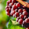 wine harvest
