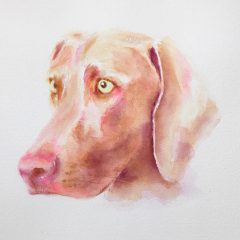 Weimaraner watercolour