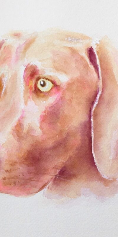 Weimaraner watercolour