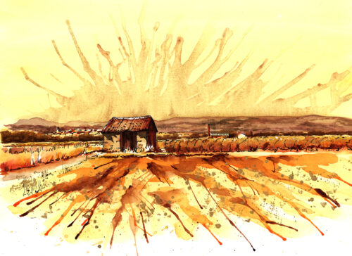 Vignes Dorées, La Livinière