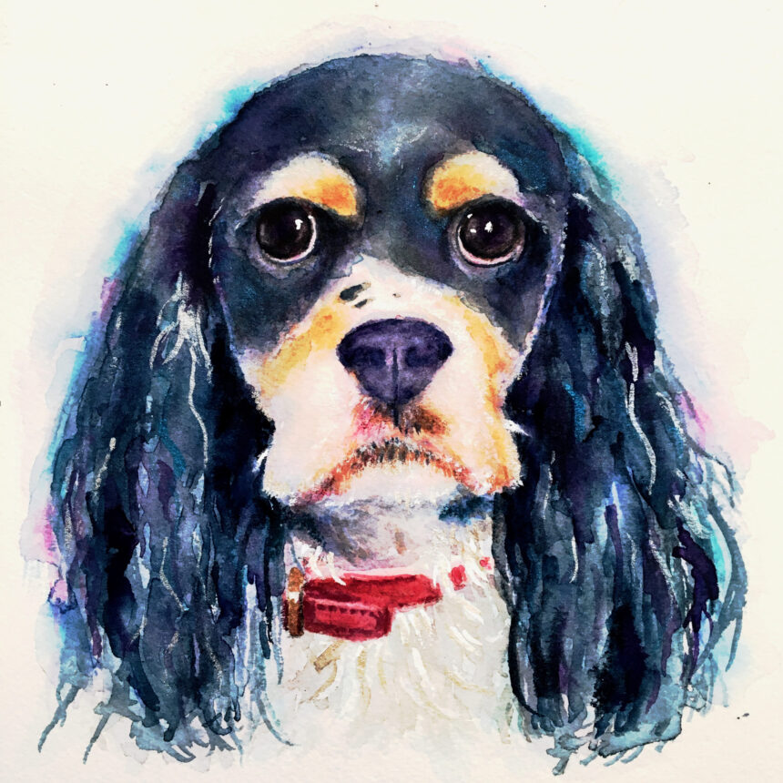 king charles spaniel